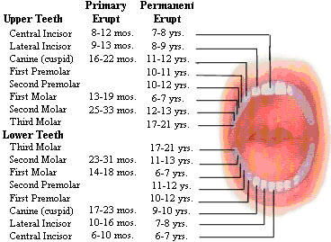 TOOTH DEVELOPMENT